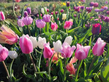 Güneşli bahar gününde açan renkli laleler. Çiçek açan laleler. Çiçek açan beyaz kırmızı laleler çiçekler ve yeşil yapraklar. Çiçek açan büyüyen çiçekler. Doğa. Doğal arkaplan