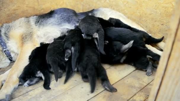 beaucoup de petits chiots dos et derrière les jambes 