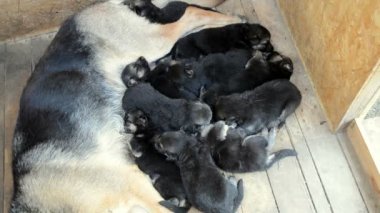 On yavru uyku anne, köpek aile İdil hakkında