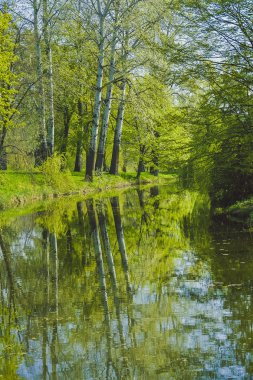 uzun boylu ağaçlar gölde yansıyan kıyısında