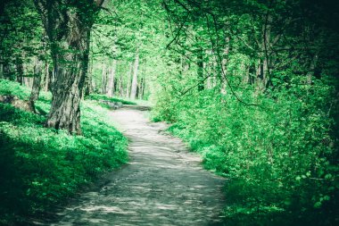 Orman toprağa yoldan
