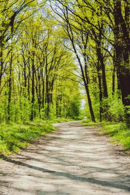parlak yeşil ağaçları arasında ormanda yol bırakır