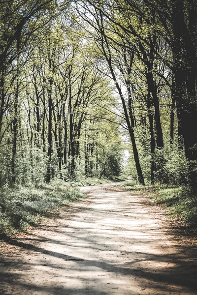 Die Straße im Wald, Vorfrühling, Filter — Stockfoto