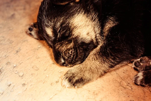 Un cucciolo dormire vicino — Foto Stock