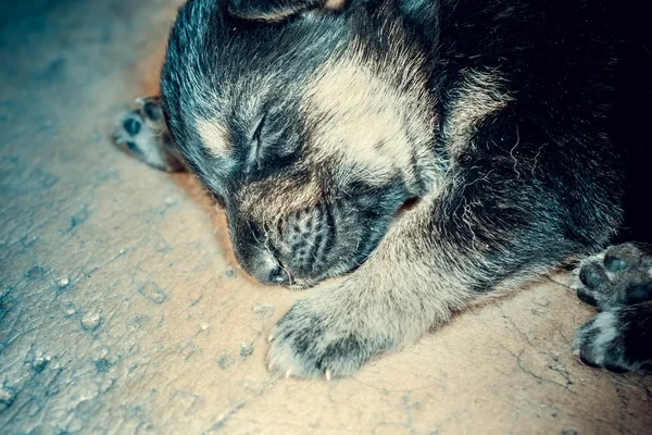 Cute little German Shepherd puppy snout — Stock Photo, Image