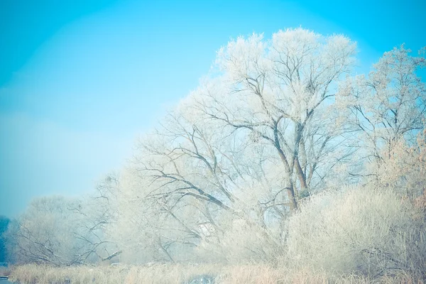 Beautiful big trees in the snow against blue sky — Stock Photo, Image