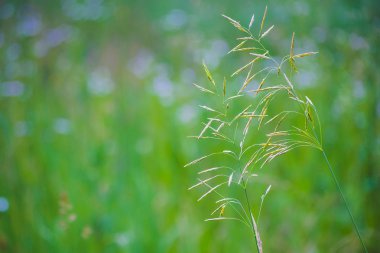 Yeşil arka plan bulanık karşı iki bitkiler