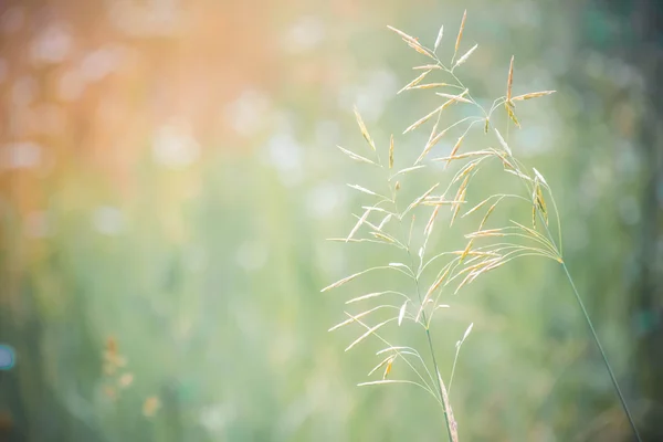 잔디 녹색 배경 흐림 — 스톡 사진