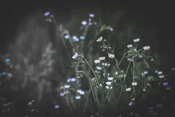 Μερικά μικρά λουλούδια με ένα σκούρο φίλτρο — Φωτογραφία Αρχείου