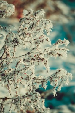 karla kaplı eski kuru ot