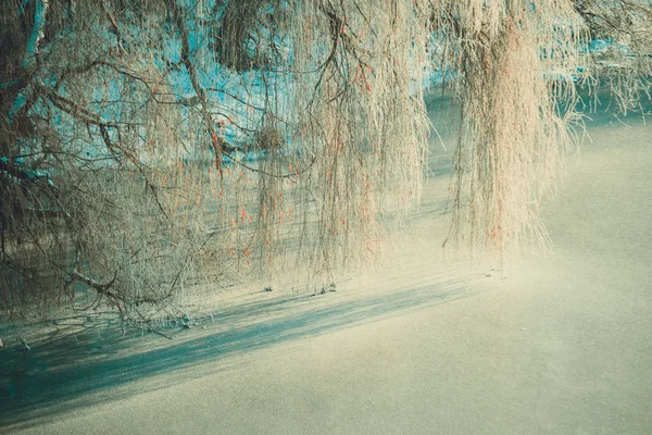 버드 나무 가지 요령에 냉동된 강 — 스톡 사진