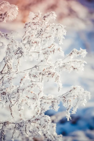 Gentle background of dry grass covered with snow — Stock Photo, Image