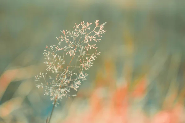 밝은 녹색과 주황색 배경으로 한 꽃 — 스톡 사진