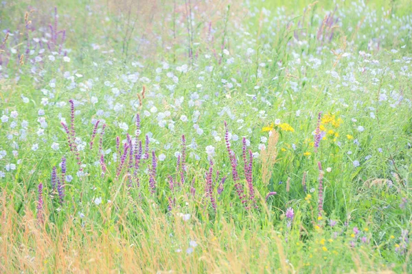 Hintergrund Gras und Blumen im blühenden Feld — Stockfoto