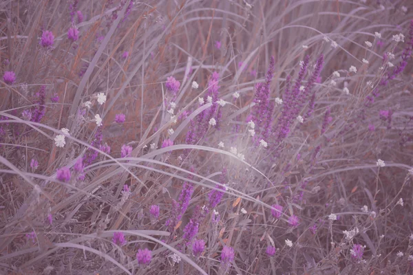 花と緑の草の背景 — ストック写真