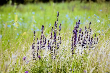 yeşil çim portre çekimleri mor çiçekler