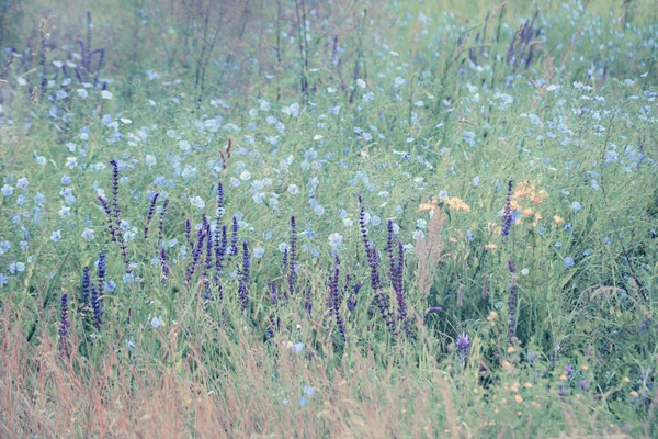 Backgroun violet, fleurs bleues dans le champ vert — Photo