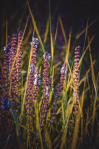 녹색 잔디에 줄기에 작은 보라색 꽃 — 스톡 사진
