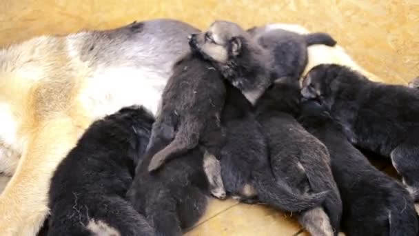 Grote volwassen Duitse herder en kleine puppies — Stockvideo