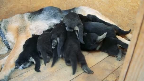 Büyük yetişkin Alman çoban ve küçük köpek yavruları — Stok video