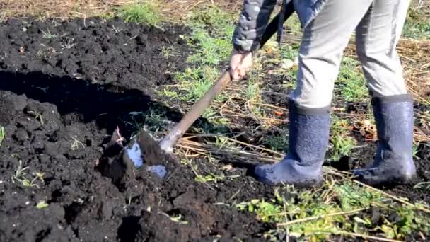 man with a shovel digs his garden