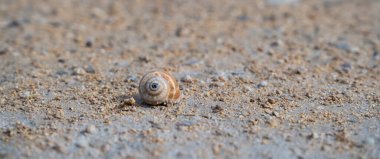 Sardunya 'nın merkezinde kurak bir arazide salyangoz kabuğu