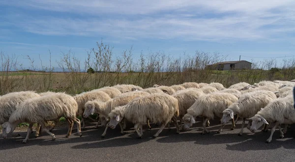 Herde Sardischer Schafe Kehrt Den Stall Zurück — Stockfoto