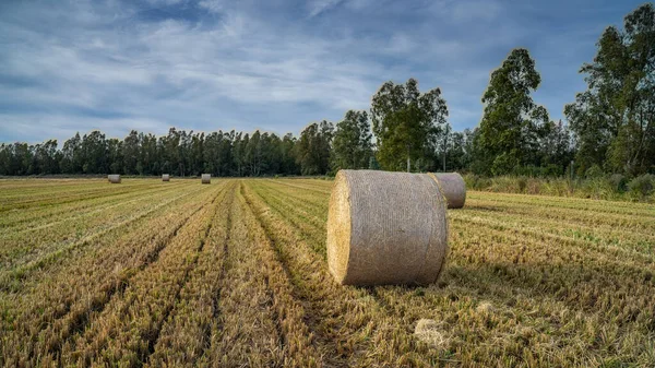 Colheita Fardos Redondos Paisagem Campo Dourado Sul Sardenha — Fotografia de Stock