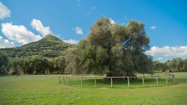 サレイナ世俗的なオリーブの木 サルデーニャ語で 16メートルの周囲を持つ茎を持ち Villamassargiaの Sortu Manu 公園に位置しています — ストック写真