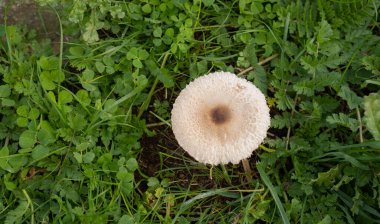 Orta sardunya 'da, sonbahar renkli bir çayır olan Aritzo' da, türlerin 'but' (Macrolepiota procera) mantarları