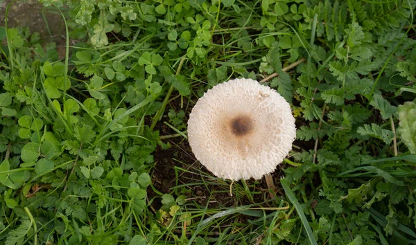 mushrooms of the species \'drumstick\' (Macrolepiota procera) in an autumnal colored meadow, Aritzo, central sardinia