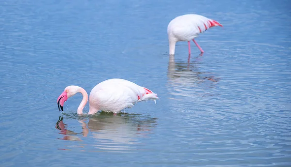 Pink Flamingo Looks Food Molentargius Pond Cagliari Southern Sardinia — Stock Photo, Image