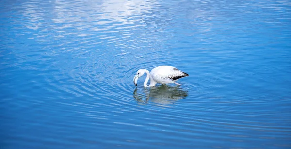 Pink Flamingo Looks Food Molentargius Pond Cagliari Southern Sardinia — Stock Photo, Image