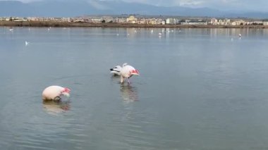 Pembe flamingo, güney Sardunya 'daki Cagliari' deki Molentargius gölünde yiyecek arıyor.