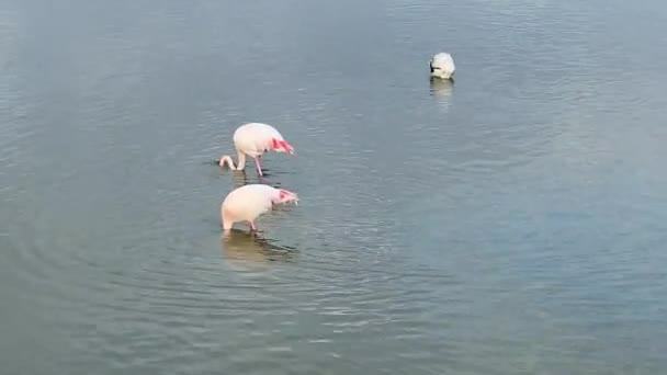 在撒丁岛南部卡利亚里的Molentargius池塘里 粉色火烈鸟正在寻找食物 — 图库视频影像