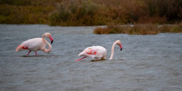 Troupeau Flamants Roses Dans Leur Écosystème Naturel — Photo