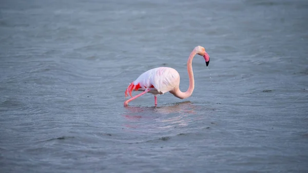 Roze Flamingo Zoekt Voedsel Molentargius Vijver Cagliari Zuid Sardinië — Stockfoto