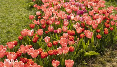 Kırmızı ve pembe laleler tarlası