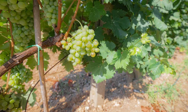 Vineyards Carignano Cannonau Wine Santadi South Sardinia — Stock Photo, Image