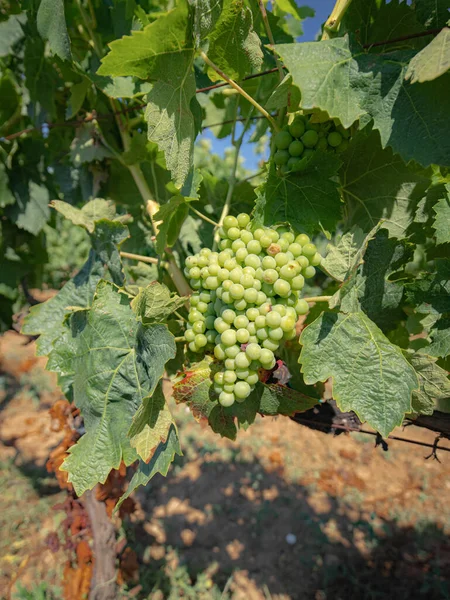 Vinhas Carignano Cannonau Vinho Santadi Sul Sardenha — Fotografia de Stock