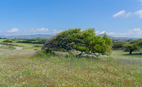 世俗的なオークは サルデーニャ東海岸のパノラマの道で吹く強い神秘的な風のおかげで特定の位置にかかります — ストック写真