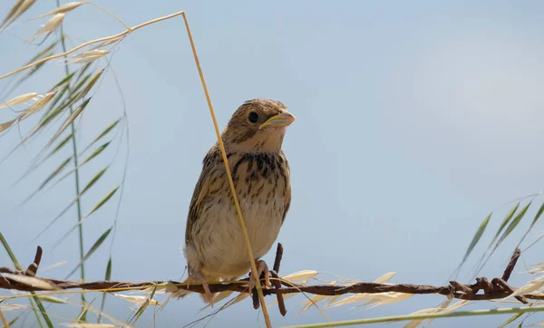 Passero Spagnolo Passer Hispaniolensis Che Raccoglie Paglia Suo Nido — Foto Stock