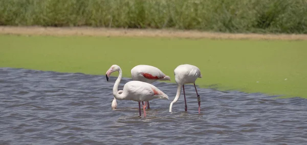 Зграя Фламінго Природній Екосистемі Phoenicopterus — стокове фото