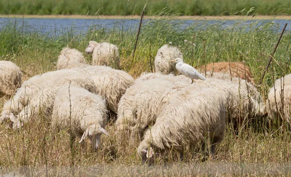 Reiher Bubulcus Ibis Und Schafe Koexistieren Der Sardischen Landschaft — Stockfoto