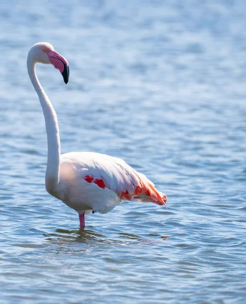 Zwerm Flamingo Hun Natuurlijke Ecosysteem Phoenicopterus — Stockfoto