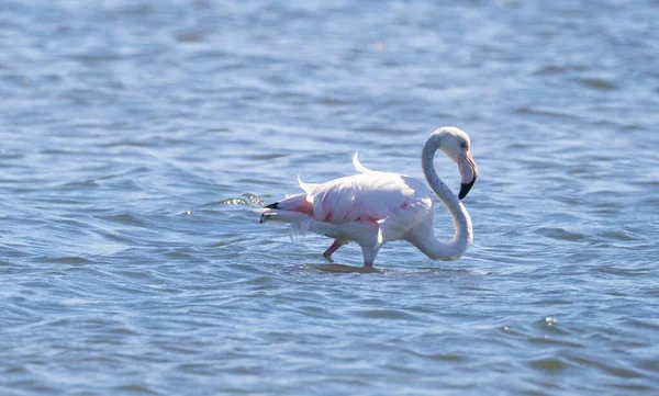 Flock Flamingos Natural Ecosystem Phoenicopterus — Stock Photo, Image