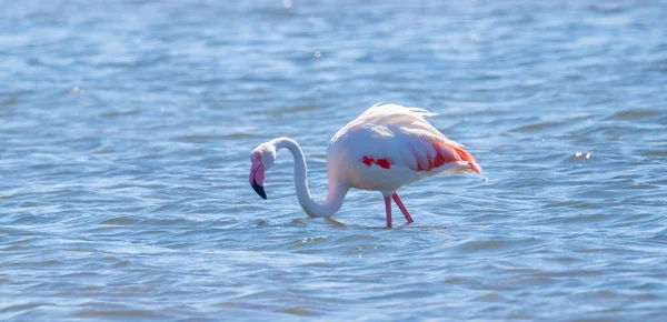 Herde Von Flamingos Ihrem Natürlichen Ökosystem Phoenicopterus — Stockfoto