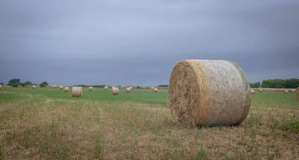 Fardos Redondos Prontos Para Coleção Grama Verde Céu Cinza — Fotografia de Stock