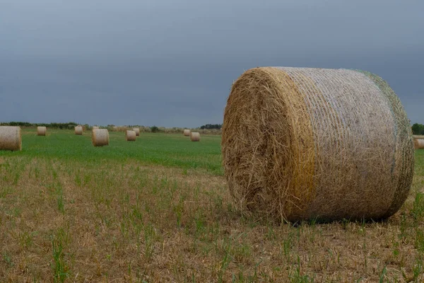 Fardos Redondos Prontos Para Coleção Grama Verde Céu Cinza — Fotografia de Stock