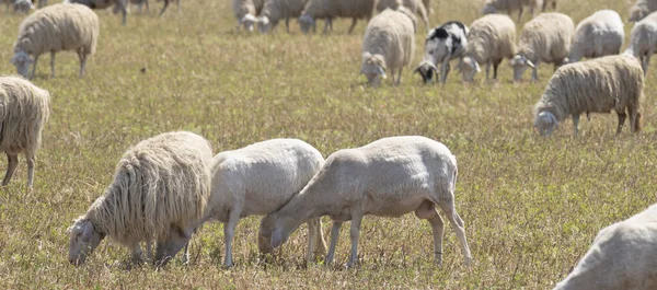 Sardische Schafe Weiden Auf Den Grünen Wiesen Der Campidano Ebene — Stockfoto